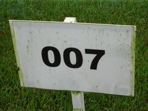 育成している芝生スペースに立ててある識別標識。現在カレドニアンが採用している「Ｔｙｅｅ（タイイー）」と「００７（ゼロゼロセブン）」の標識。